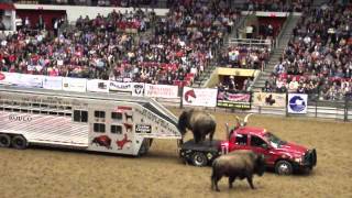 horse fair pics 027.AVI