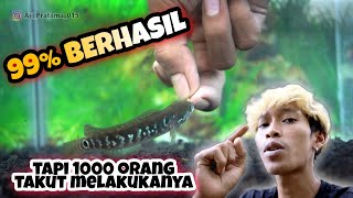 1000 ORANG TAKUT LAKUKAN CARA INI, 99% BERHASIL MEMBUAT IKAN CHANNA AGRESIF DAN GALAK