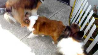 DSCF0041.avi