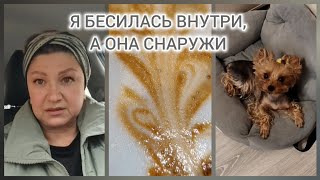 видео: ДЕНЬ СУРКА  картинка: ДЕНЬ СУРКА