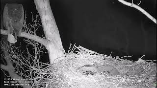 Celebrating #1's ONE MONTH Birthday with Mom's Vocal and the Forest Birds Join in !