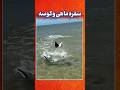 نبرد دیدنی کوسه و سفره ماهی پایانی که هیچ کس پیش بینی نمی کرد