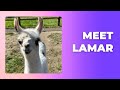 Meet our new baby llama