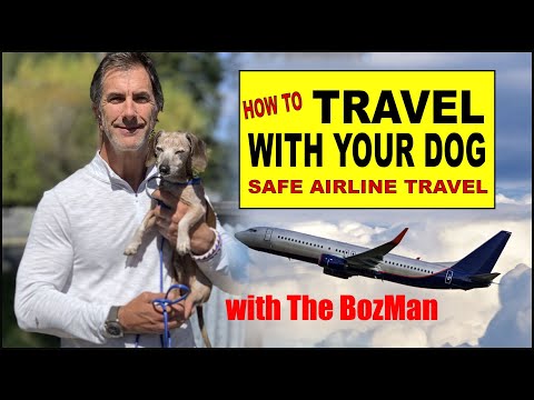 how-to-travel-with-your-dog---small-dog-airline-travel---dog-training