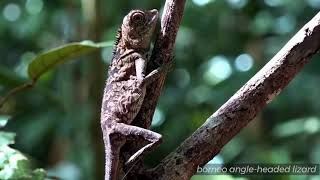 2   Borneo Death Blow    Documentary