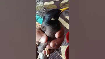 طائر المينا يتكلم بليد 