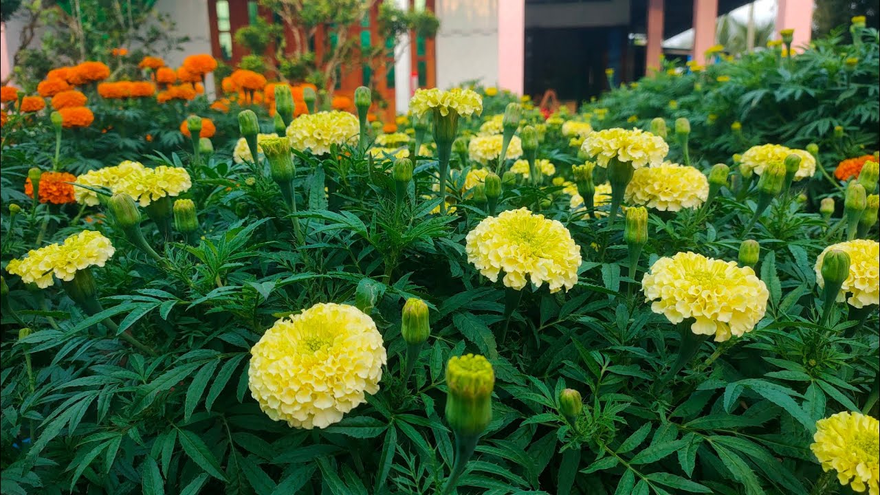 cách tưới phân cho bông vạn thọ đúng cách giai đoạn cuối, huỳnh cập nhật 