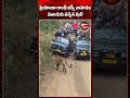ప్రియాంక గాంధీ జిప్సీ ముందు ఒక పులి కనిపించింది.।। #sanewsap #viral #tiger