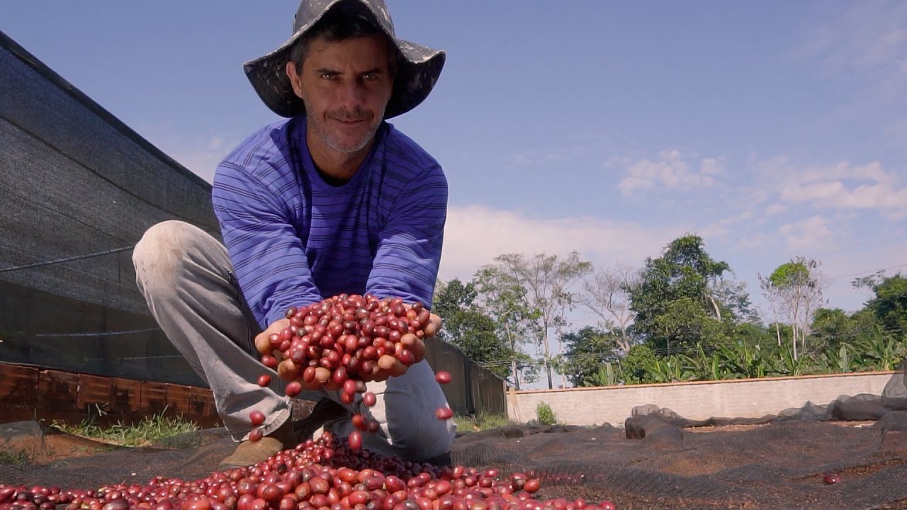 Robusta Amazônico – Cultivar híbrida de café - BRS 1216 - Portal Embrapa