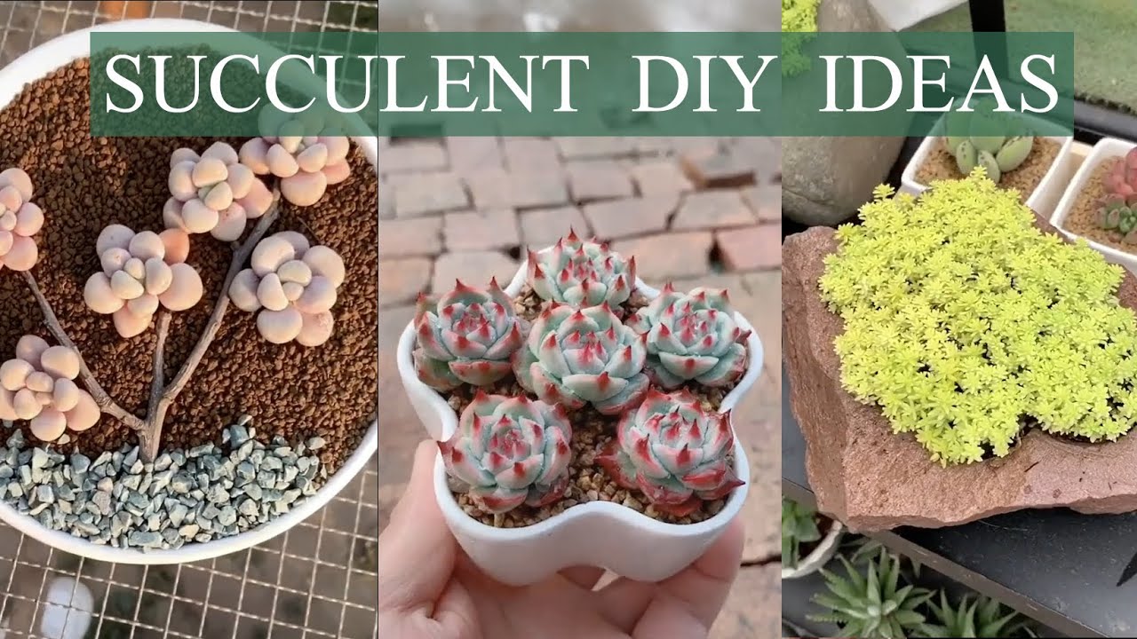 Best Succulent DIY ideas| 30 Ý tưởng trang trí sen đá tuyệt đẹp |多肉植物| 다육이들 | Suculentas