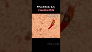 Microplastics Found In Seafood...