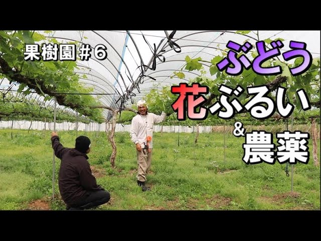 プロに教わる 果樹園編 6 ぶどうの花ぶるい 農薬の影響はある 花満開の見極め Youtube