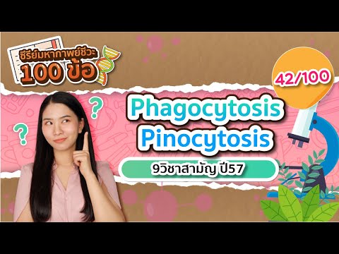 ติวฟรี ชีวะ 42/100 : Phagocytosis vs Pinocytosis เฉลยข้อสอบ9วิชาสามัญ57 ข้อ8 : ชีวะครูฝ้าย