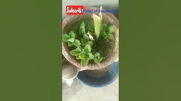 Thumbnail of Mother of thousands 🌱 plant //lots of baby plants# short# viral #youtubeshorts #plant