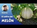 MELÓN FRANCÉS: El cultivo del completo del melón francés.