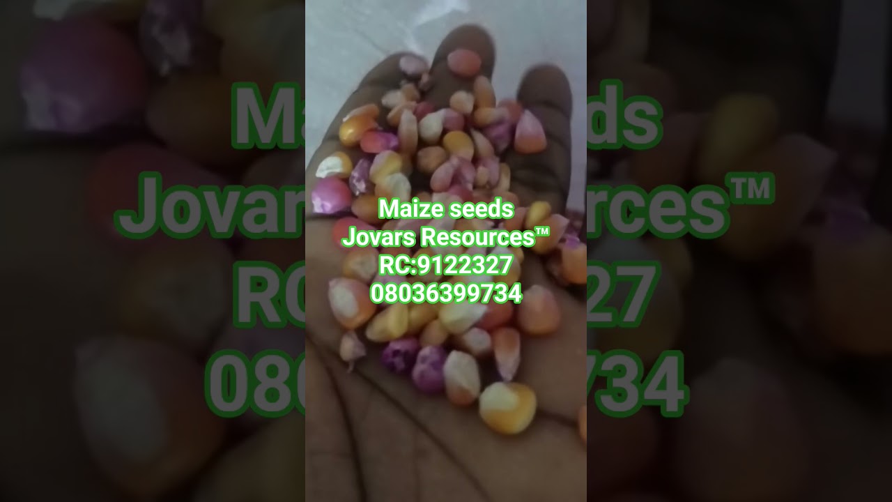 Best Improved Maize Seeds Higher Yield Breeds