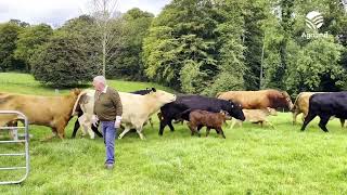 From furnishing cruise-ships to breeding beef cattle in Ballyward