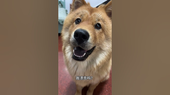 最后这个表情是什么意思🤔土松 中华田园犬