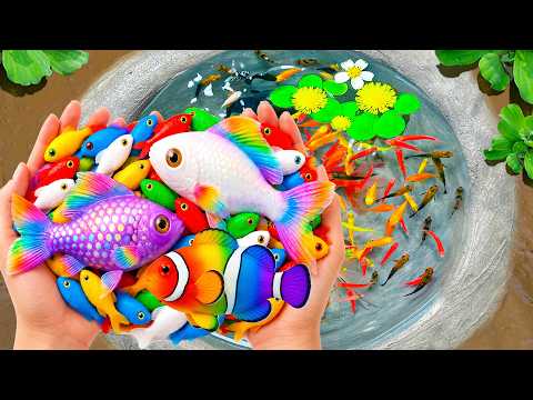 Catch Beautiful Aquarium Fish in Small Pond Baby Turtles, Eels, Tadpole, Guppies, Molly Fish, Xecan