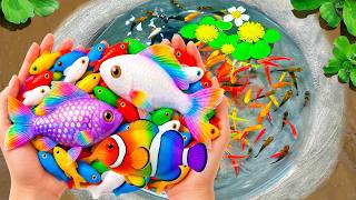 Catch Beautiful Aquarium Fish in Small Pond Baby Turtles, Eels, Tadpole, Guppies, Molly Fish, Xecan