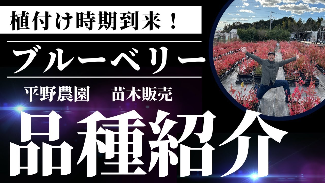 【品種紹介】ブルーベリー苗木　ラビットアイ　サザンハイブッシュ　ノーザンハイブッシュ