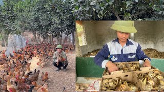 วิธีเลี้ยงลูกไก่โดยไม่ต้องใช้ยาปฏิชีวนะ ทำงานทุกวันในฟาร์ม