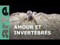 Les insectes une vie sexuelle foisonnante  arte family