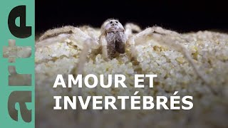 Les insectes, une vie sexuelle foisonnante | ARTE Family