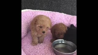 Poodle Puppies for sale