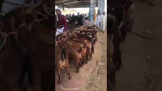 سوق المواشي محافظة محايل عسير