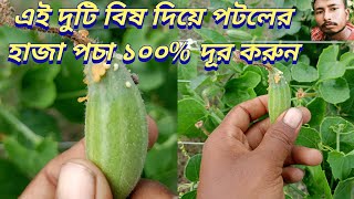 এই দুটি বিষ দিয়ে পটলের হাজা পচা ১০০% দূর করুন, পটলের হাজা পচা ঢসা,potoler haja pocha dhasa,
