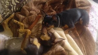 Вязка Русского той терьера(Tying Russian toy terrier)