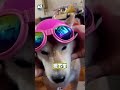 【生無可戀】媽興奮幫柴犬戴安全帽＋墨鏡　牠滿臉無奈還嫌棄倒退🤣 #shorts