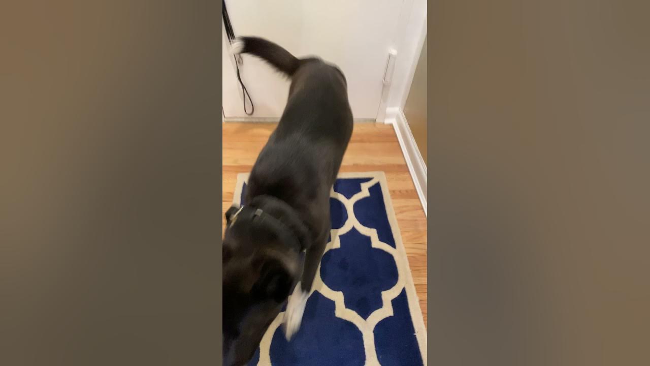 can-dogs-sniff-out-bed-bugs-youtube