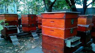 Пчеловодство Подкормка пчёл в зиму сахарным сиропом с мёдом и КАС-81