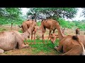 Camel group breakfast  karimkunbhar  camelbythar  camel of thar official