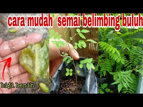 Video: Penjagaan Pokok Belimbing: Petua Menanam Pokok Belimbing Carambola