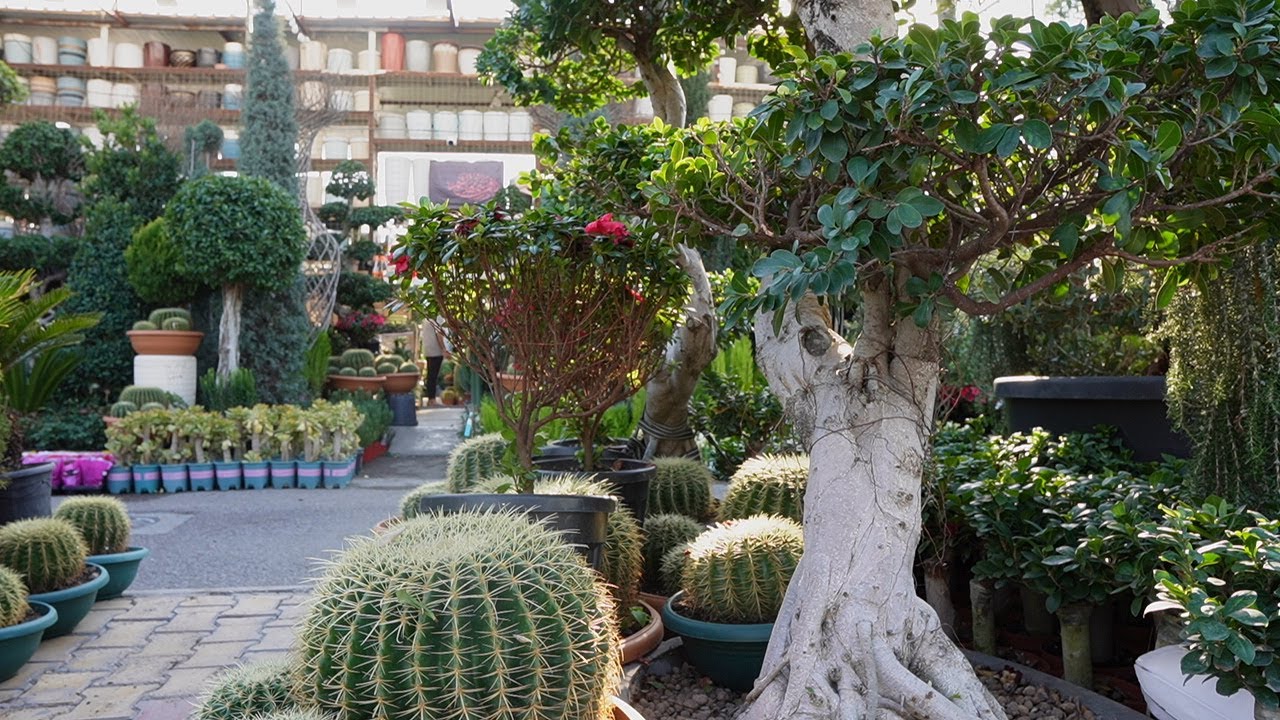 جنة الله في الارض جولة في شوارع بغداد مشاتل شارع فلسطين ومشاتل زيونة🤩😍👍