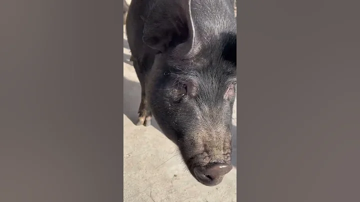 #shorts #pig #wildboar #minipig #piggy #pigs #piglife #minipigs #piglove #cutepig #piglet