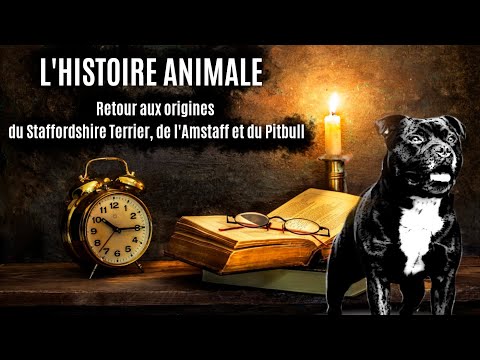 Vidéo: Où est l'est du staffordshire ?