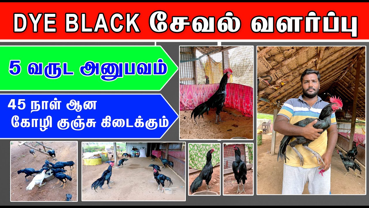 DYE BLACK சேவல் வளர்ப்பு முறை...