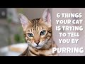 6 things your cat is trying to tell you by purring