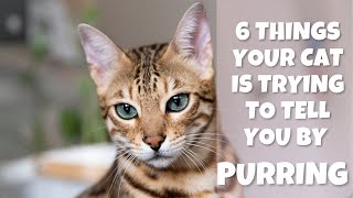 6 things your cat is trying to tell you by purring