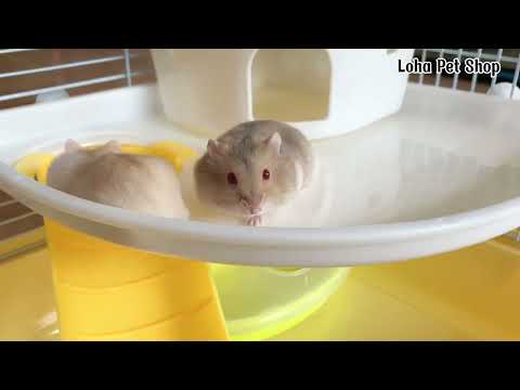 Combo chuột hamster