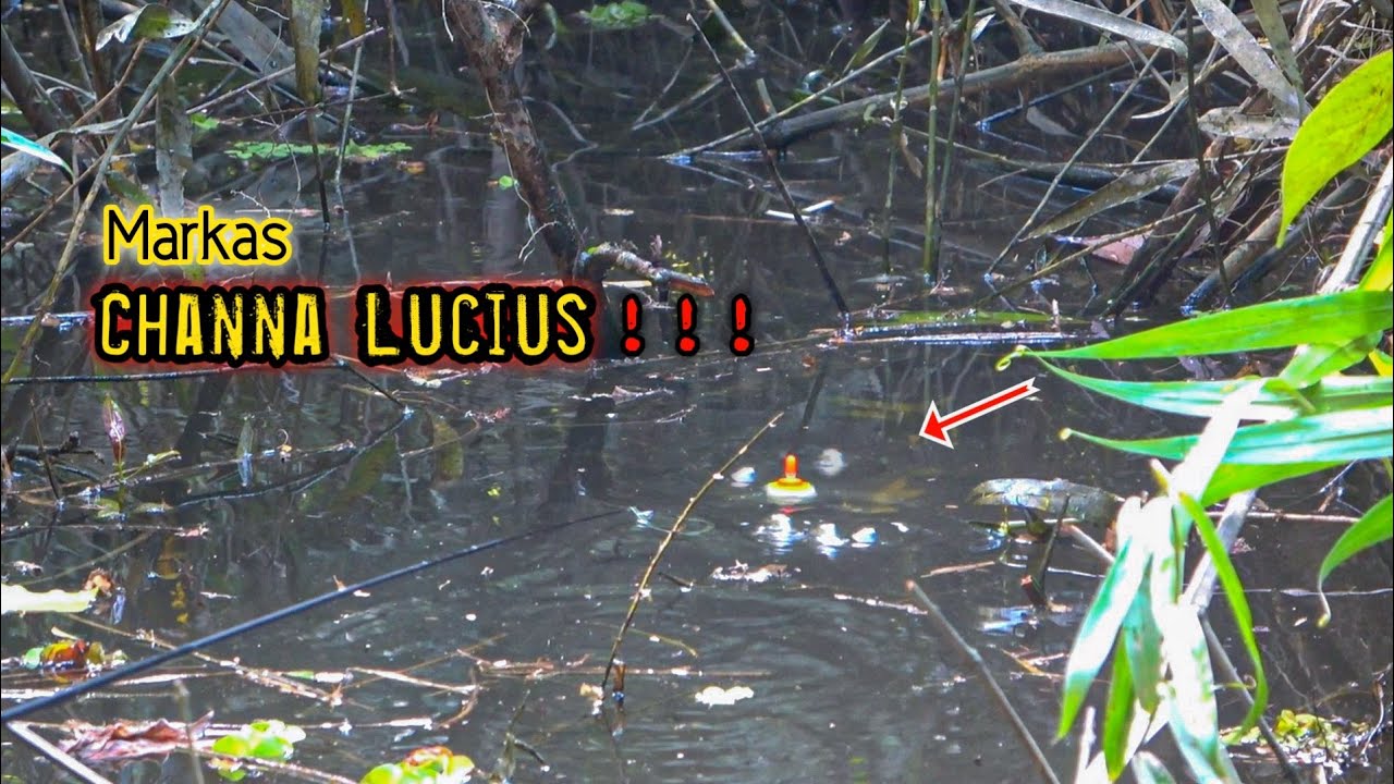 Jackpot Ikan Cantik & Besar Ditempat Yg Tak Disangka !!! 😨