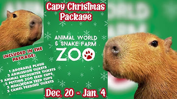You’ve NEVER seen a capybara Christmas like this!