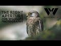 Draw attention to your subject with or without wide apertures what aperture is and does