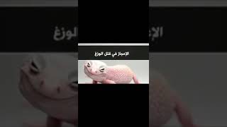 لماذا امر الرسول صل الله عليه و سلم بقتل الوزغ؟