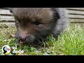 Esta señora encontró a un zorrito escondido en el jardín | El Dodo