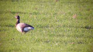 Dark-bellied Brent Goose,East Halton,Lincolnshire,UK,20.11.22.